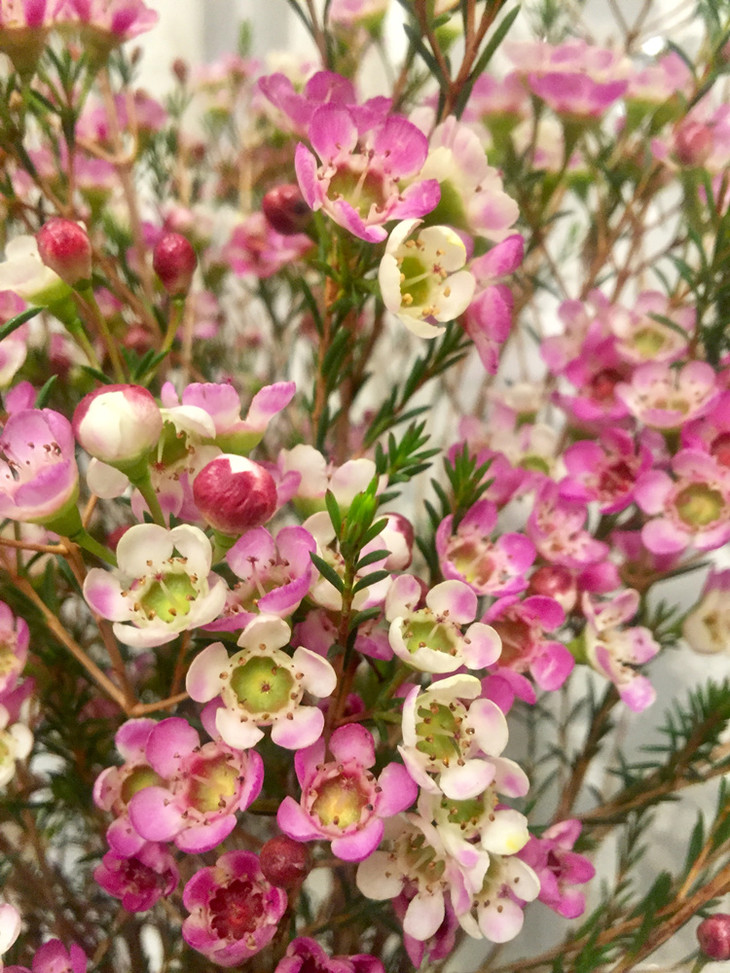 澳洲腊梅的花语图片