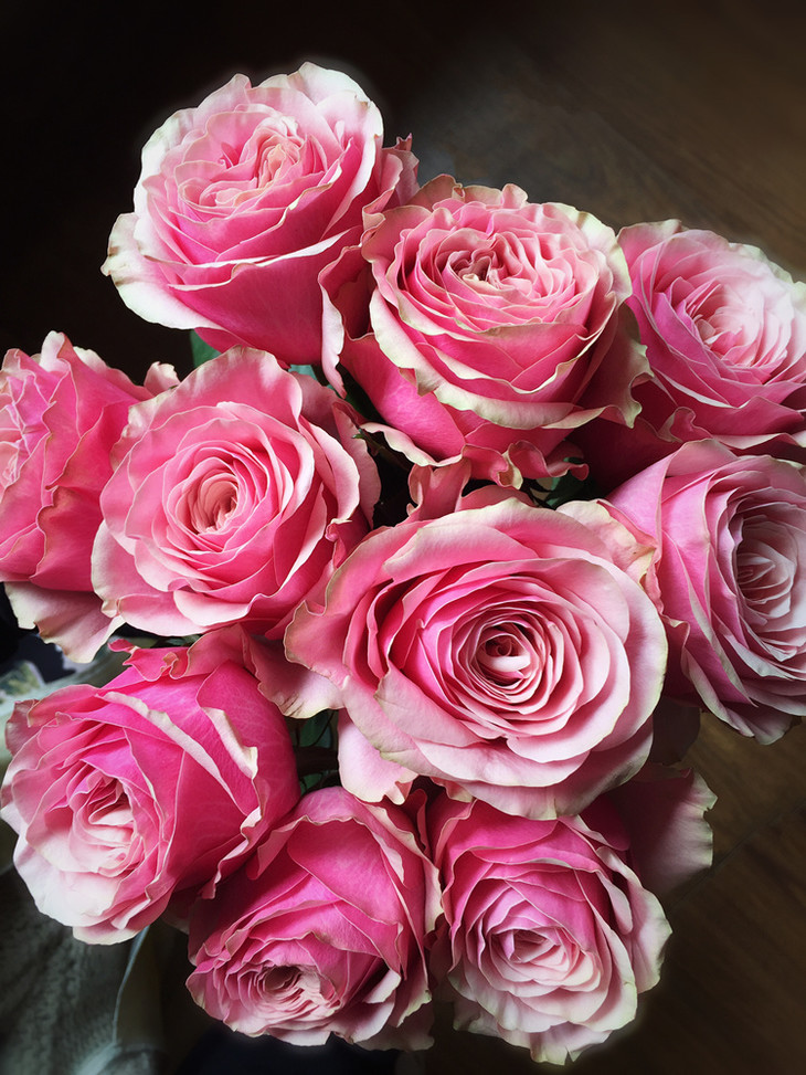 进口花材ladyeve伊甸园之夏玫瑰花