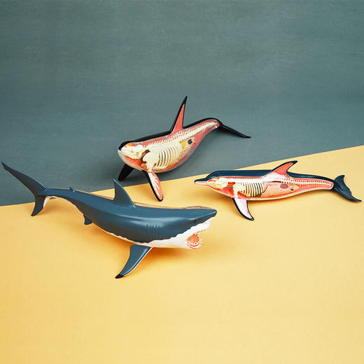 下架酷奇玩具4dmaster解剖模型海洋生物3款立体diy手工摆件