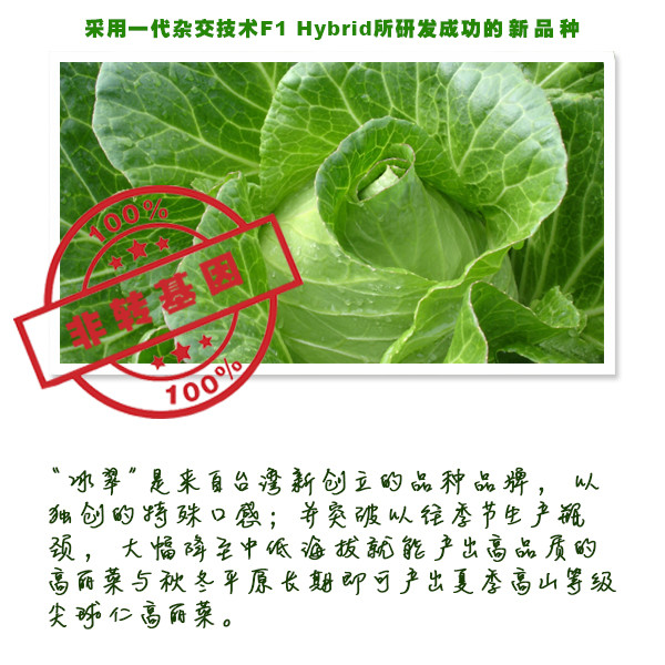 台湾冰翠高丽菜新鲜到货不一样的口感脆而甘甜