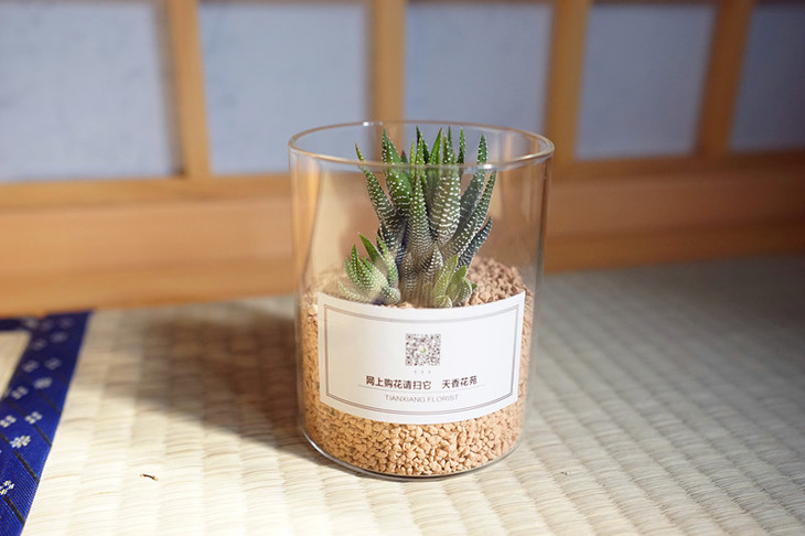 同城配送ins多肉玻璃瓶款式随机