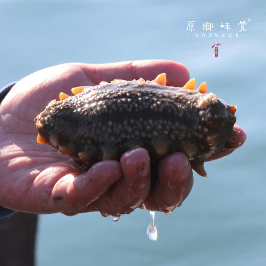 野生辽刺参/海参（成都仓库-顺丰包邮） |  多种规格，来自辽宁大连，生产者：蔡殿双【合作生产，公平贸易】 商品图3