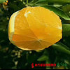 【香甜鲜嫩】湖南黔阳 怀化冰糖橙  约4-5斤/箱  1箱 商品缩略图2