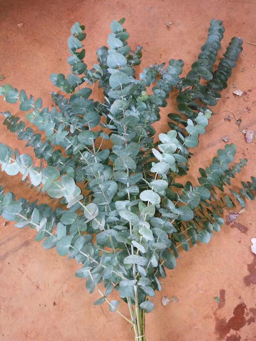 大叶多支尤加利