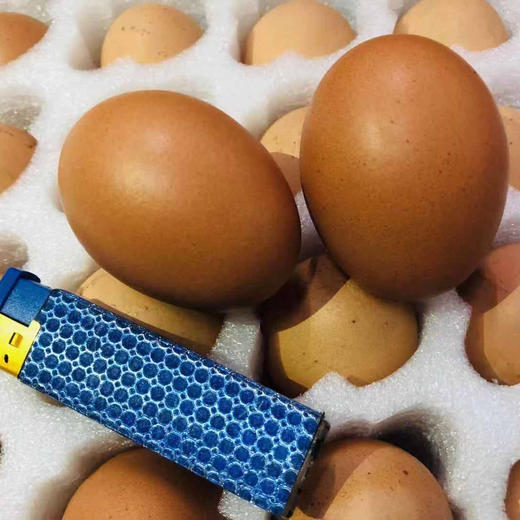 山林无公害溜达鸡鸡蛋