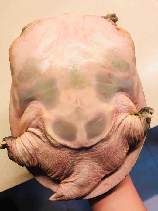 #外塘甲鱼·四年老鳖#肉质饱满，糯糯的胶质，扎实的腿肉，鲜美的甲鱼汤。 商品图2