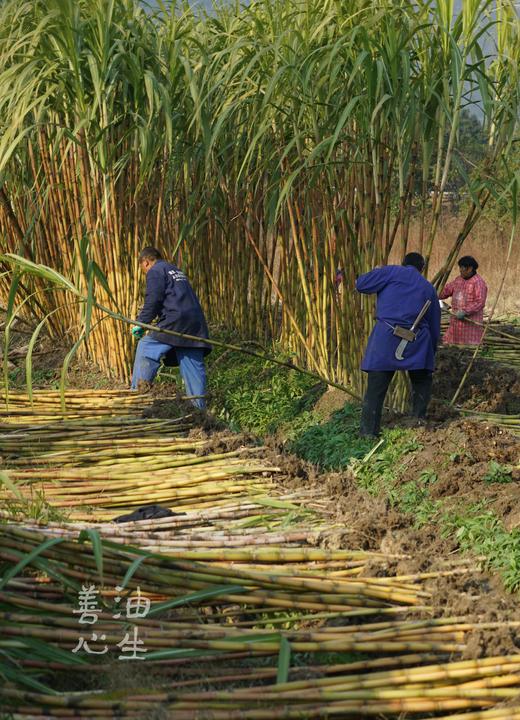 红糖250g/罐 商品图2