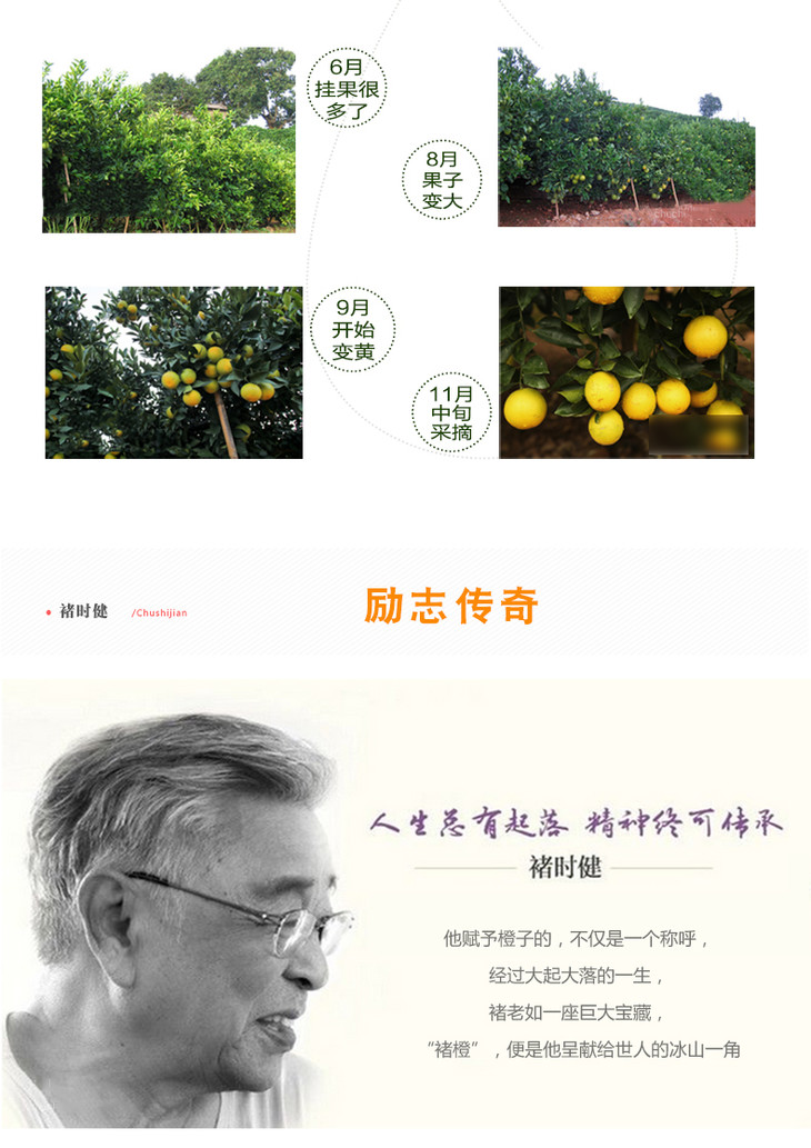 预售抢购2018褚橙云冠橙优级励志橙精品礼盒5kg装m级11月中下旬发货