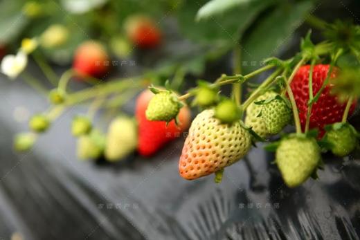 3斤草莓 农场新鲜采摘 门店自提 商品图5
