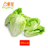 东升农场 有机生菜 沙拉菜莴苣 广州供港新鲜蔬菜配送 300g 商品缩略图0