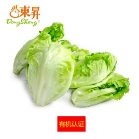 东升农场 有机生菜 沙拉菜莴苣 广州供港新鲜蔬菜配送 300g