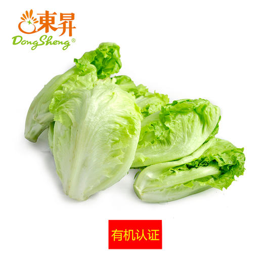 东升农场 有机生菜 沙拉菜莴苣 广州供港新鲜蔬菜配送 300g 商品图0