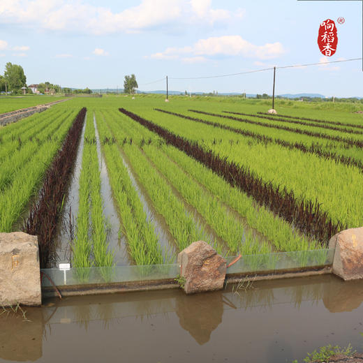 【响稻香®️贡米】黑金版礼盒（新米－5㎏）响水石板米主产区产品 鸭稻米 商品图1