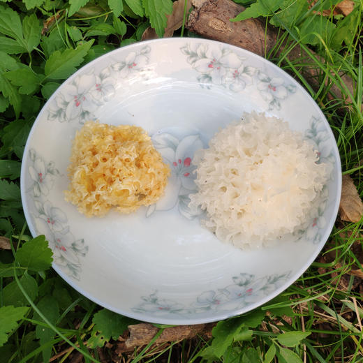 野生银耳