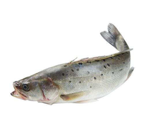 不缺鱼冰鲜海鲈鱼500600g条