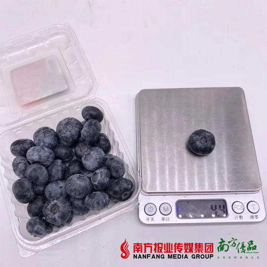 【酸甜可口】秘鲁蓝莓  约125g/盒  商品图3