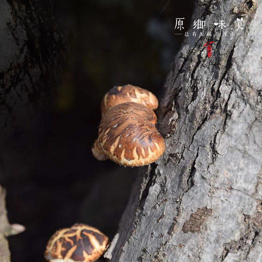 段木小花菇（成都仓库-顺丰快递） |  200g简装，来自四川达州，生产者：周继春【合作生产，公平贸易】 商品图2