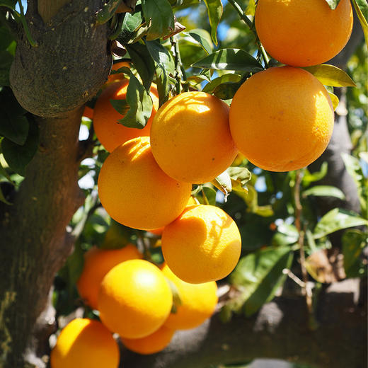 褚橙——一位匠心老人种的冰糖橙 商品图11