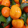 【纯甜稀缺正宗小砂糖蜜桔】多汁可口，纯甜纯甜，橘子味很正，味道浓郁！ 商品缩略图0
