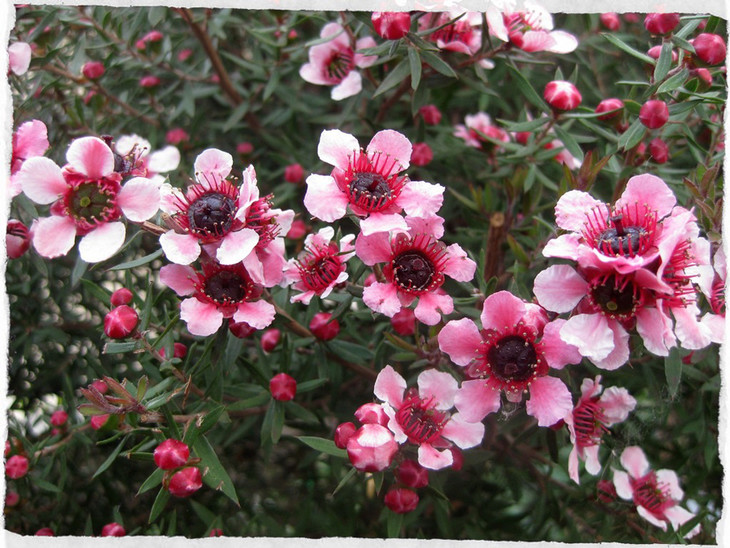 麦卢卡松红梅精油新西兰护肤抗jun妇女之友呼吸道