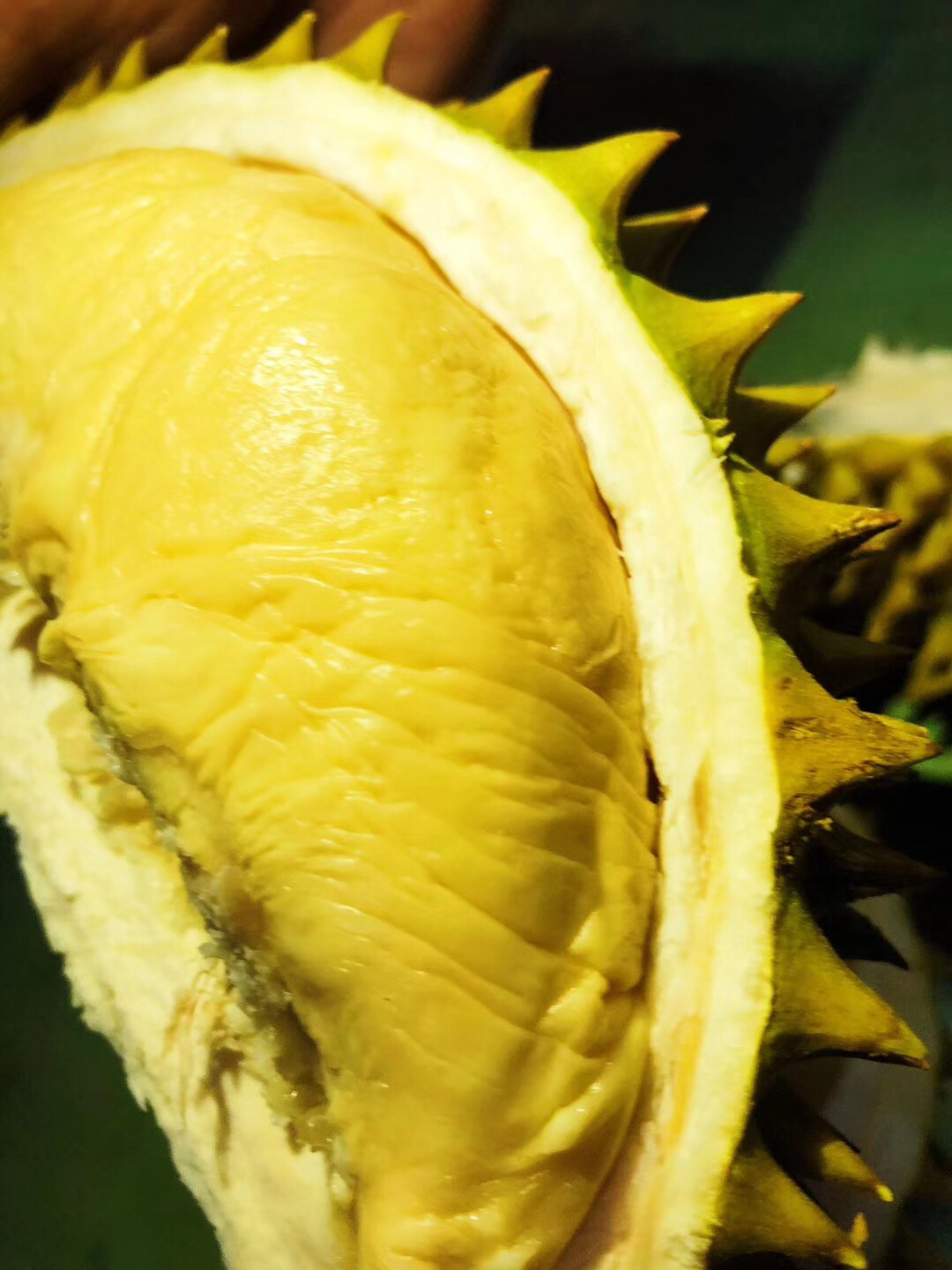 辣辣黄的长柄干尧榴莲久违了,个个都是唯一,圆滚滚的a果 所以赶紧拍哈