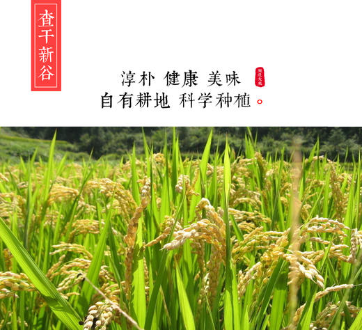 【预售价】查干新谷珍珠香大米 每月大米定期发货 给家人持续的爱 商品图4