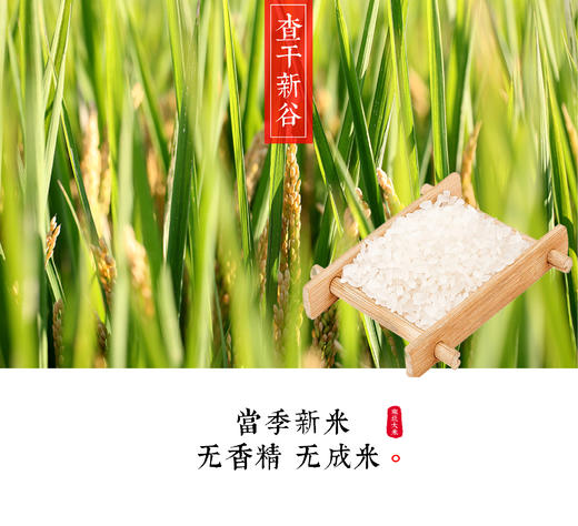 【预售价】查干新谷珍珠香大米 每月大米定期发货 给家人持续的爱 商品图3