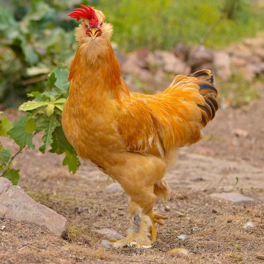 木木家年货大礼包～ 商品图3