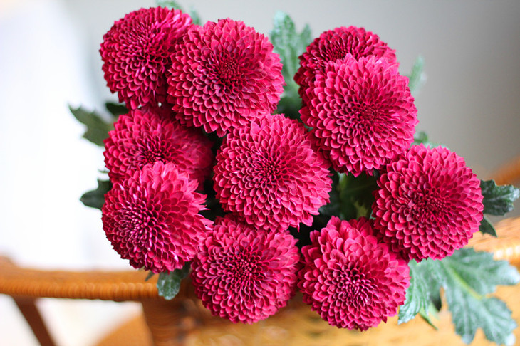 同城配送 单品 基地自产 【乒乓菊】(单枝) 颜色随机(粉色,白色,黄色)