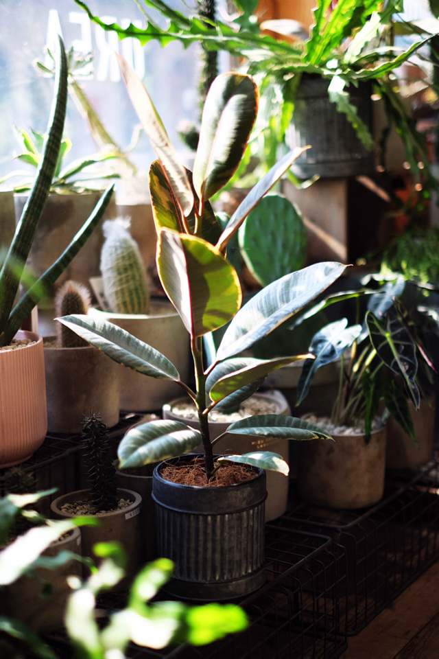 彩叶金刚榕 ficus elastica var.variegata