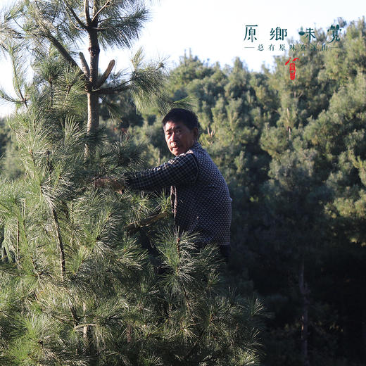 会东黑松子（成都仓库-顺丰快递 ） | 205g/罐，来自四川省凉山彝族自治州会东县拉马乡，采集者：陈代彬【原乡直采】 商品图4