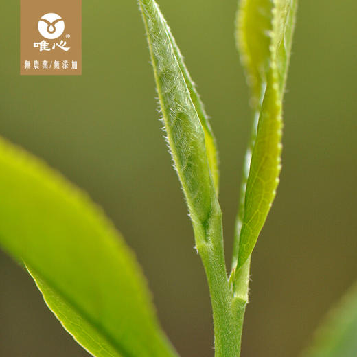 经典英红九号440包*5克 商品图5