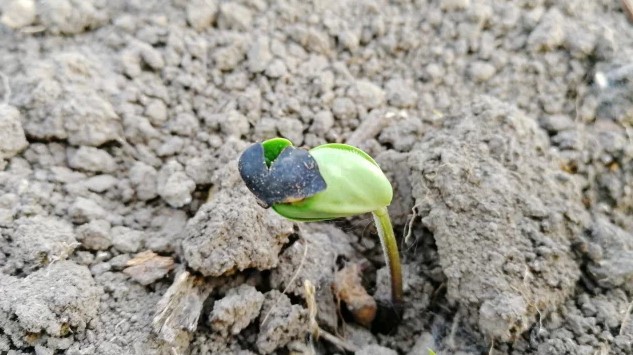 刚刚破土而出的黑豆苗,种植过程中未使用任何肥料,农药
