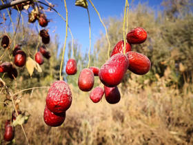 新疆桃花石红枣/戈壁滩上的明珠/自然农法0农药0化肥0添加