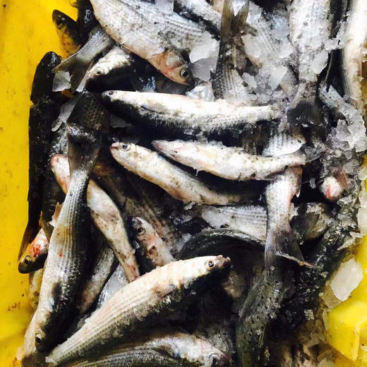 鲻鱼红烧一斤23条鲻鱼鱼胗好东西