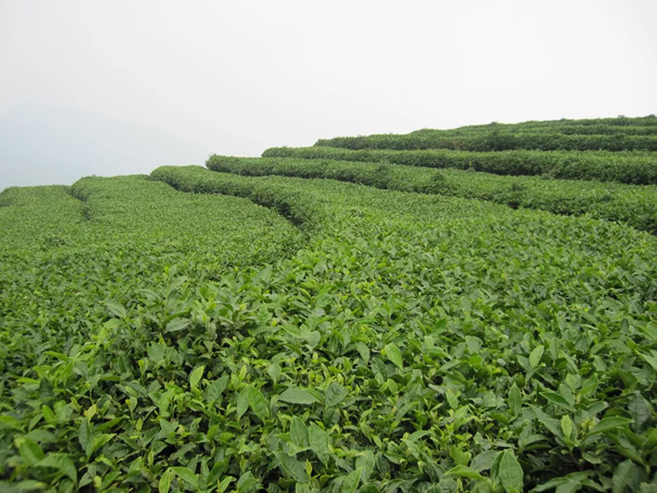 茶香记坦洋工夫红茶历史悠久元泰茶业闵红之首独特香气记忆犹新