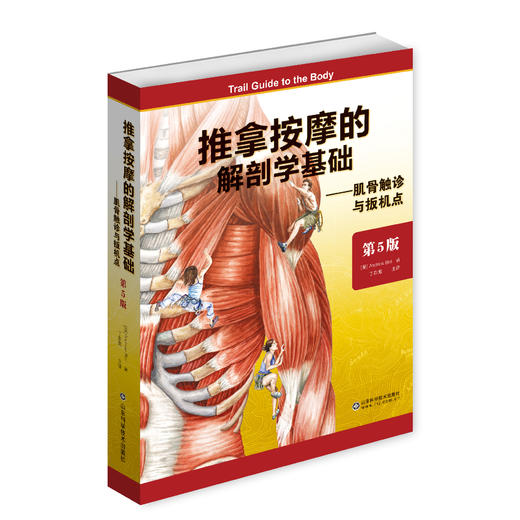 推拿按摩的解剖学基础第5版    主译：丁自海    山科出版 商品图0