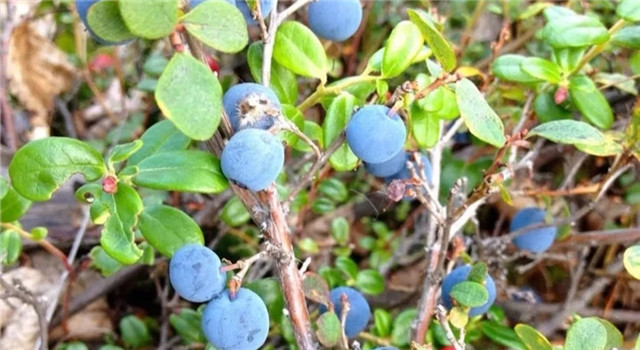 自營野生藍莓幹半斤