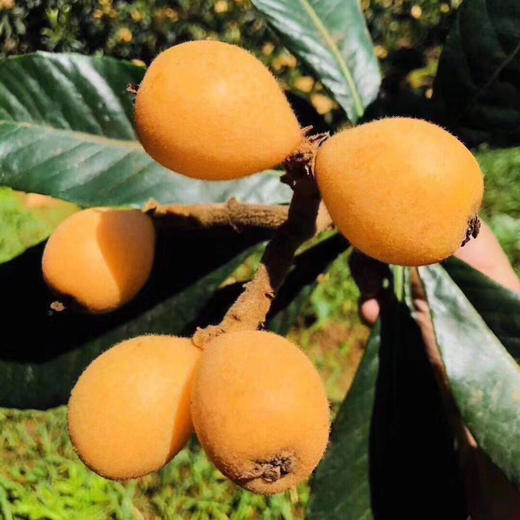 白富美·蜜汁枇杷
品质巅峰！个个漂亮，光洁无斑，柔软多汁！真的已经很甜[耶]可以放心购买哦[嘿哈] 商品图9