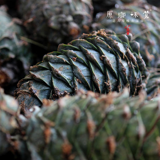 会东黑松子（成都仓库-顺丰快递 ） | 205g/罐，来自四川省凉山彝族自治州会东县拉马乡，采集者：陈代彬【原乡直采】 商品图5