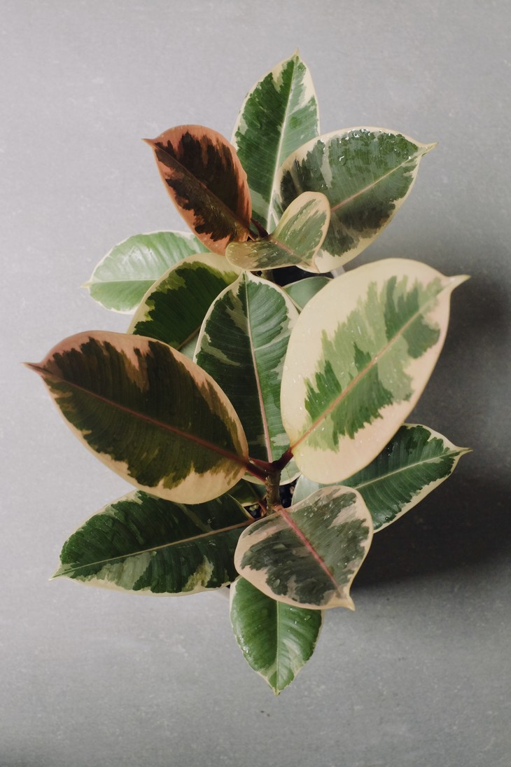 彩叶金刚榕 ficus elastica var.variegata