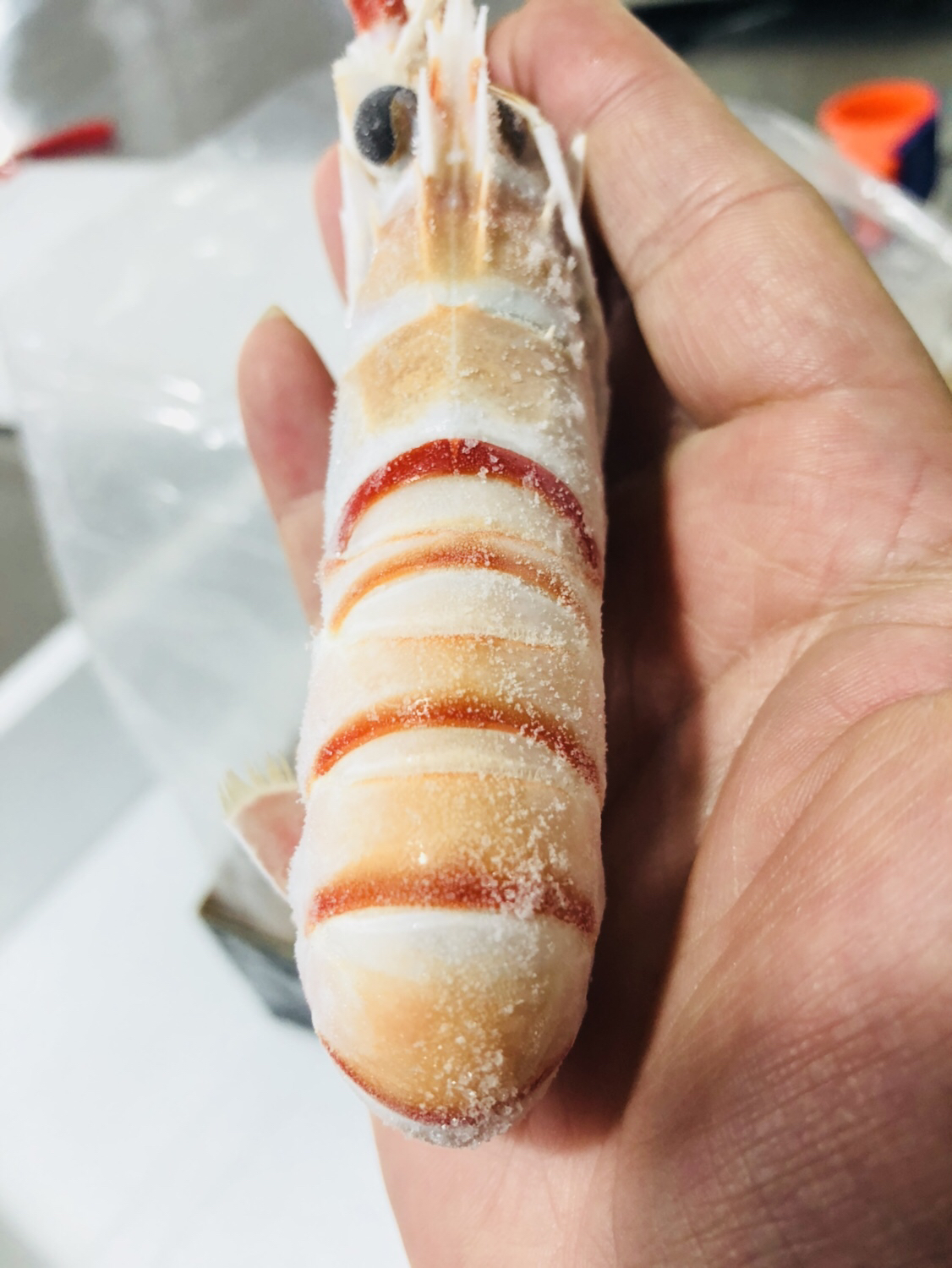 顶级食材·新西兰鳌虾#兰维乐出品scampi,全世界最美味的虾