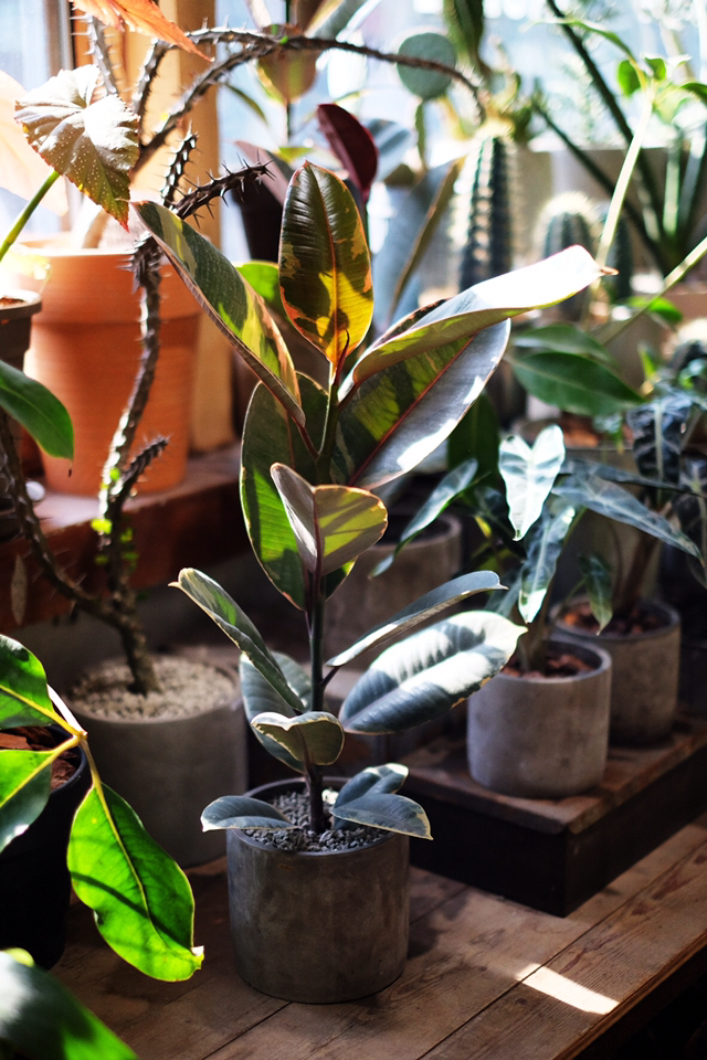 彩叶金刚榕 ficus elastica var.variegata