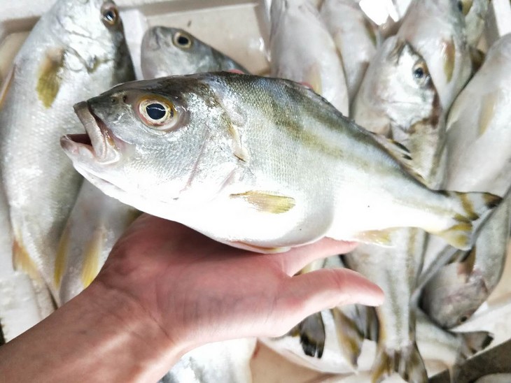 海钓三边鱼学名细鳞鯻福建省内满200包邮省外补运费差价