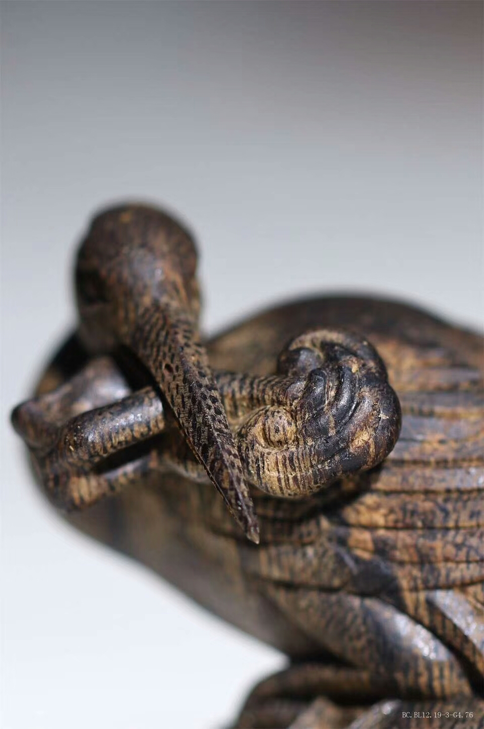 bcbl12193g476东马沉水龟鹤齐龄1829g