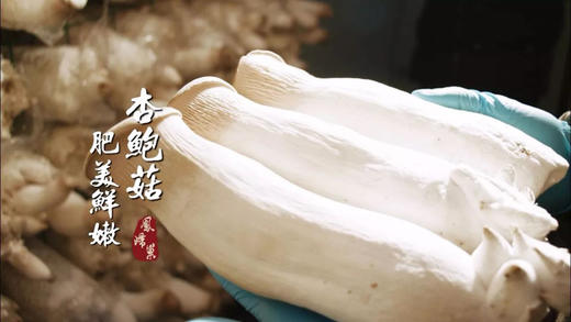 社区团购 凤归巢 有机精品杏鲍菇 每斤独立包装 顺丰包邮 商品图1