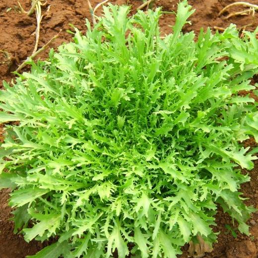 苦苣菜广东惠州特石有机农业不发广东省外