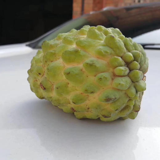 『水果冰激凌🍦甜过初恋[偷笑]』👏👏，释迦[微笑][微笑]，佛头果，切开嫩白果肉，尝一口😋，磨砂质感，果肉软糯Q滑，甜度相当高👍，成熟后的释迦，一碰即破的幼嫩果肉蜜流 商品图7