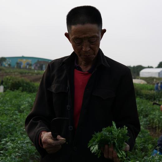 生态茼蒿 | 绿家自产* ecological Crown Daisy | Self-production 商品图2