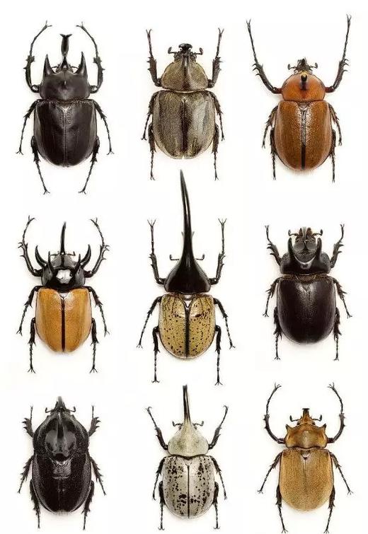 元旦特辑甲虫记走进虫界武士独角仙让大自然成为孩子不言而教的课堂多